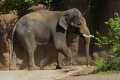 _MG_1585 Asian Elephant.jpg