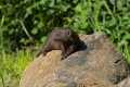 _MG_1624 dwarf mongoose.jpg