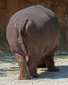 _MG_1737 hoppopotamus butt.jpg