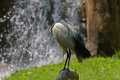 _MG_1751 Black Headed Ibis (Threskiornis melanocephalus).jpg