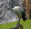 _MG_1760 black-headed ibis.jpg
