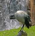 _MG_1766 black-headed ibis.jpg