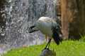 _MG_1768 Black Headed Ibis (Threskiornis melanocephalus).jpg
