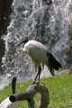 _MG_1795 black-headed ibis.jpg