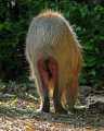 _MG_1813 capybara.jpg