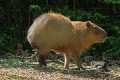 _MG_1815 Capybara ( Hydrochoerus hydrochaeris ).jpg
