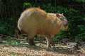 _MG_1819 Capybara ( Hydrochoerus hydrochaeris ).jpg