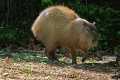 _MG_1822 Capybara ( Hydrochoerus hydrochaeris ).jpg