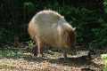 _MG_1830 Capybara ( Hydrochoerus hydrochaeris ).jpg