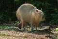 _MG_1834 Capybara ( Hydrochoerus hydrochaeris ).jpg