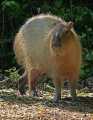 _MG_1842 Capybara ( Hydrochoerus hydrochaeris ).jpg