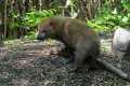 _MG_1875 Bush Dog (Speothos venaticus).jpg