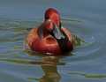 _MG_1886 Ferruginous Duck (Aythya nyroca).jpg