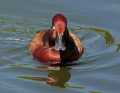 _MG_1887 Ferruginous Duck (Aythya nyroca).jpg