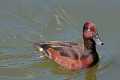 _MG_1889 Ferruginous Duck (Aythya nyroca).jpg