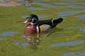 _MG_1894 Wood Duck (Aix sponsa).jpg