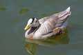 _MG_1903 Bar-Headed Goose (Anser indicus).jpg