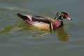 _MG_1910 Wood Duck (Aix sponsa).jpg