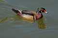 _MG_1911 Wood Duck (Aix sponsa).jpg