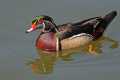 _MG_1922 Wood Duck (Aix sponsa).jpg