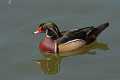 _MG_1926 Wood Duck (Aix sponsa).jpg