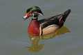 _MG_1930 Wood Duck (Aix sponsa).jpg