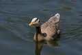 _MG_1948 Bar-Headed Goose (Anser indicus).jpg