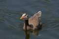 _MG_1949 Bar-Headed Goose (Anser indicus).jpg