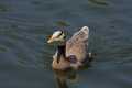 _MG_1950 Bar-Headed Goose (Anser indicus).jpg