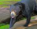 _MG_1953 malaysian sun bear.jpg