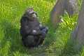 _MG_1954 chimpanzee.jpg