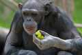 _MG_2103 chimpanzee.jpg