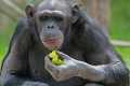 _MG_2104 chimpanzee.jpg