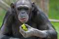 _MG_2105 chimpanzee.jpg