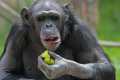 _MG_2106 chimpanzee.jpg