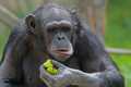 _MG_2107 Chimpanzee.jpg