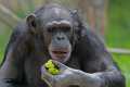 _MG_2108 chimpanzee.jpg