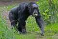 _MG_2116 chimpanzee.jpg