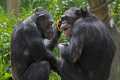 _MG_2181 chimpanzees.jpg
