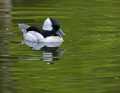 _MG_2226 bufflehead duck.jpg