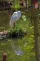 _MG_2239 great egret.jpg