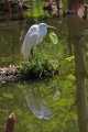 _MG_2244 great egret.jpg