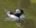 _MG_2245 bufflehead duck.jpg