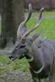 _MG_2266  lowland bongo - Tragelaphus eurycerus eurycerus.jpg