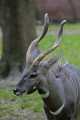 _MG_2268  lowland bongo - Tragelaphus eurycerus eurycerus.jpg