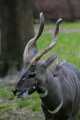 _MG_2271  lowland bongo - Tragelaphus eurycerus eurycerus.jpg