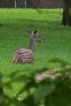 _MG_2276 lowland bongo - Tragelaphus eurycerus eurycerus.jpg