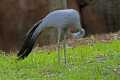 _MG_2291 Stanley Crane - Blue Crane - Paradise Crane (Anthropoides paradisea) .jpg