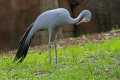 _MG_2298 Stanley Crane - Blue Crane - Paradise Crane (Anthropoides paradisea) .jpg