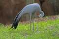 _MG_2303 Stanley Crane - Blue Crane - Paradise Crane (Anthropoides paradisea) .jpg